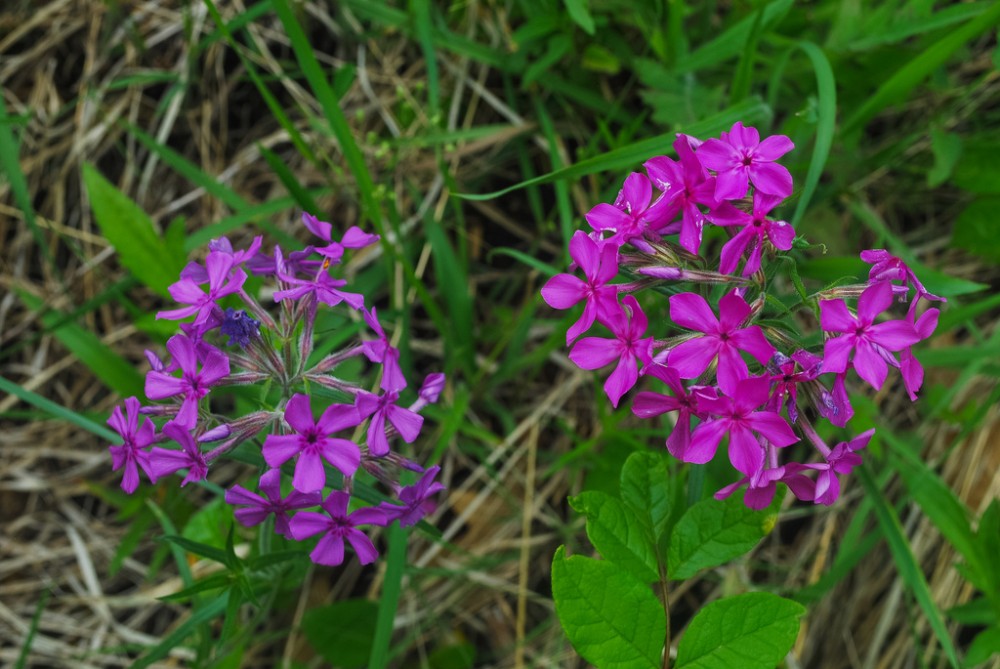 downy_phlox3